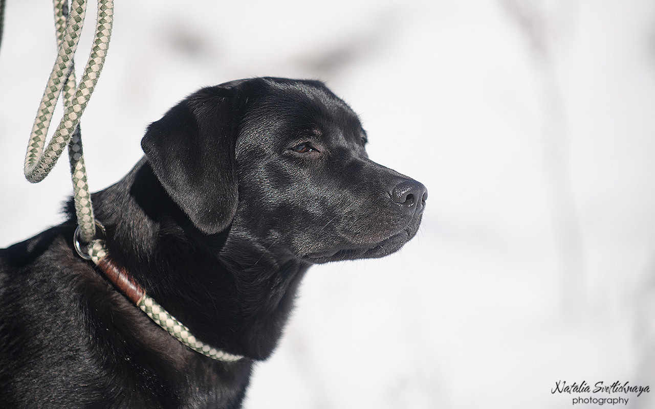 Тренировочный воркинг тест Школы Шмеля 18 марта 2023. Фотограф-анималист Наталья Светличная