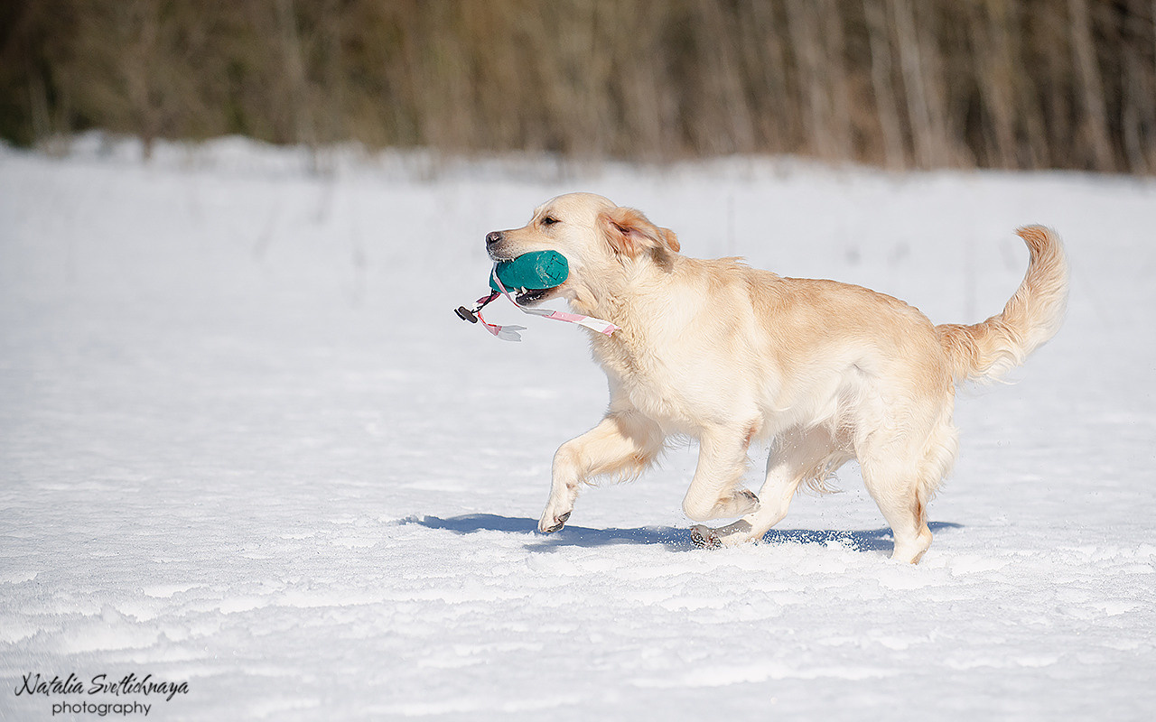 Тренировочный воркинг тест Школы Шмеля 18 марта 2023. Фотограф-анималист Наталья Светличная
