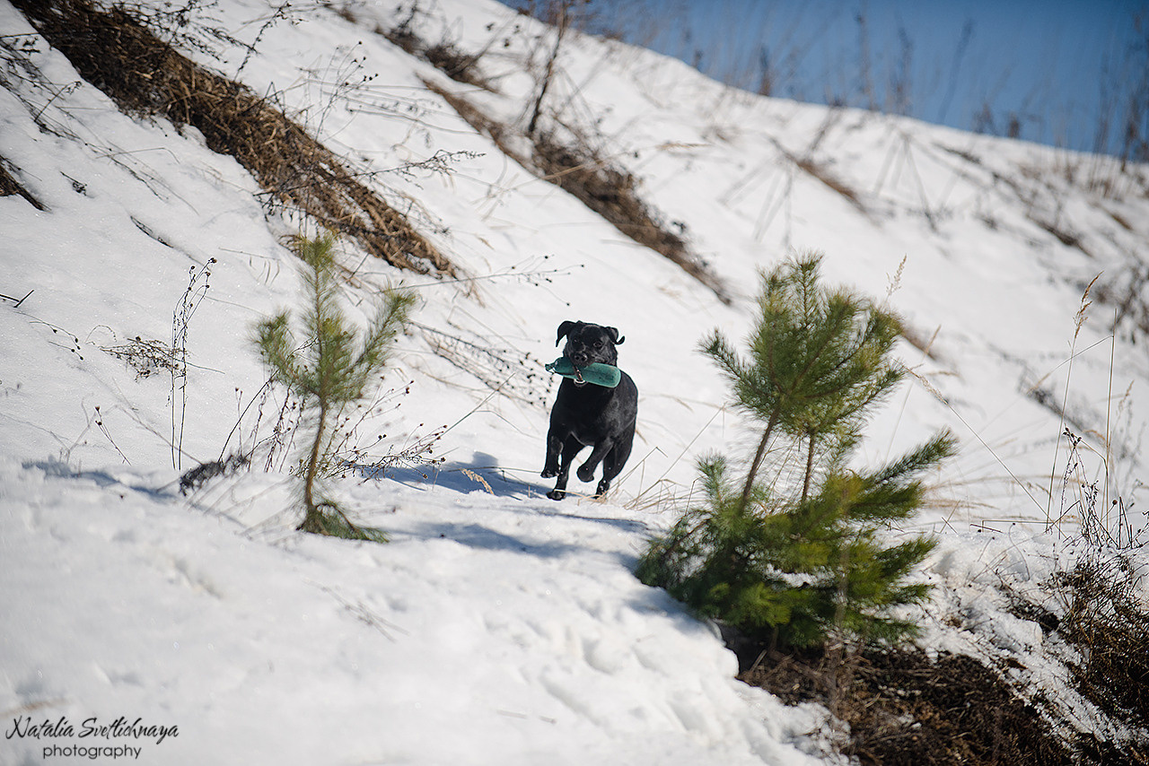 Тренировочный воркинг тест Школы Шмеля 18 марта 2023. Фотограф-анималист Наталья Светличная
