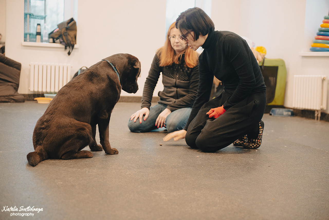 Семинар с Марией Рыбкиной «Игры с собаками» (24.02.2023). Фотограф-анималист Наталья Светличная