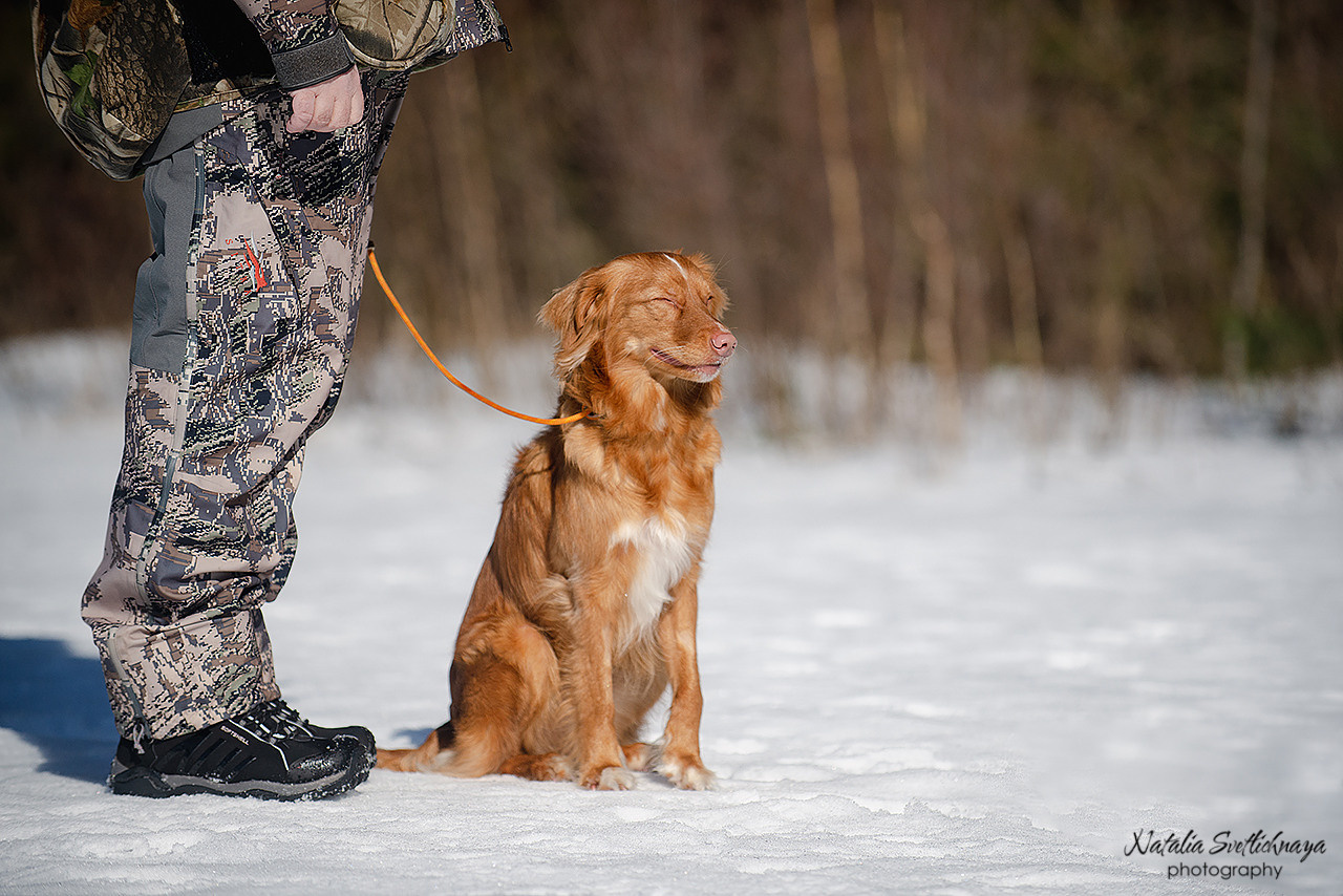 Тренировочный воркинг тест Школы Шмеля 18 марта 2023. Фотограф-анималист Наталья Светличная
