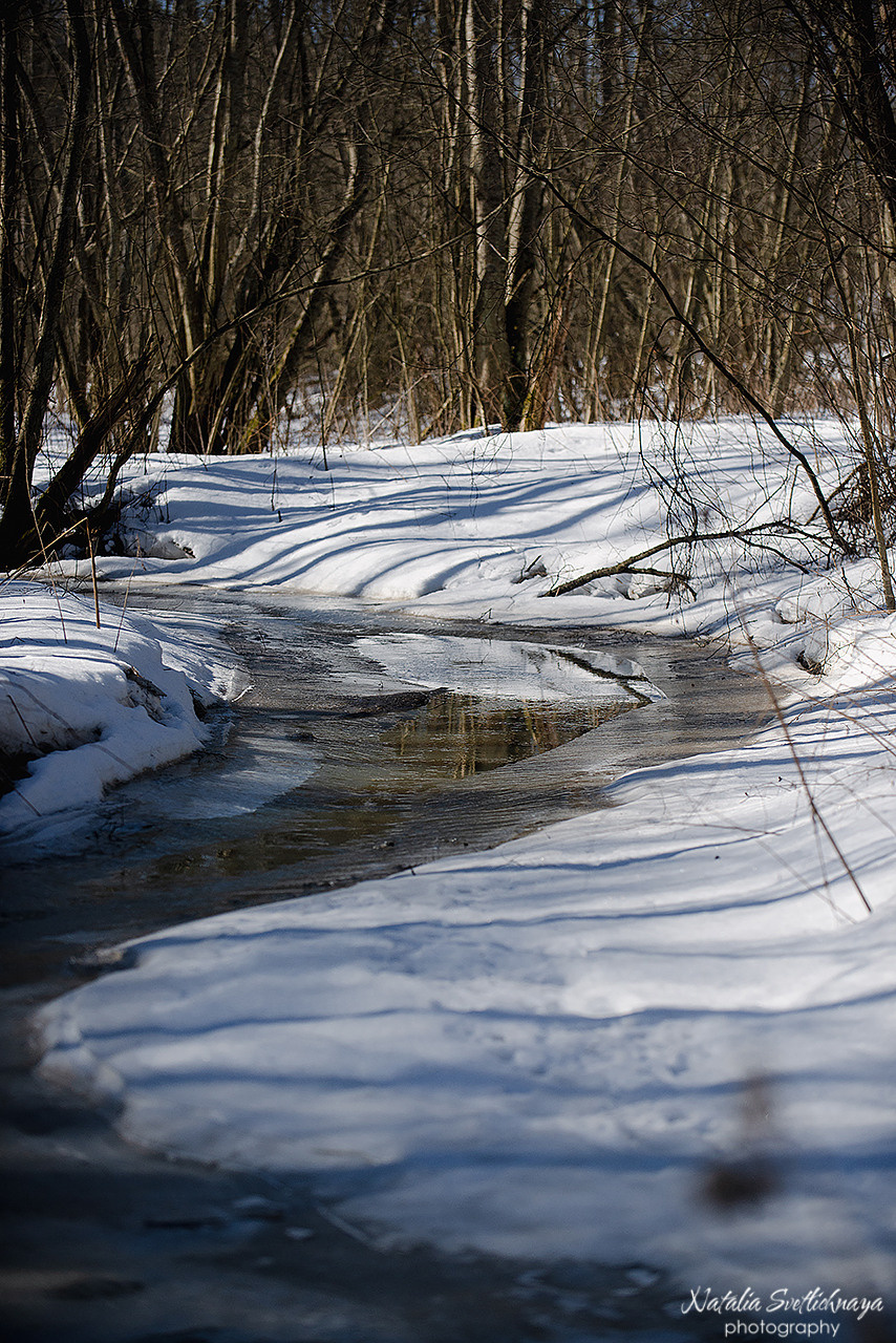 Тренировочный воркинг тест Школы Шмеля 18 марта 2023. Фотограф-анималист Наталья Светличная