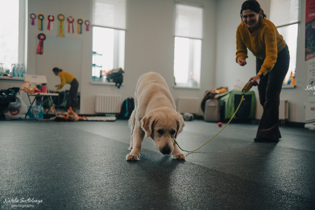 Семинар с Марией Рыбкиной «Игры с собаками» (24.02.2023). Фотограф-анималист Наталья Светличная