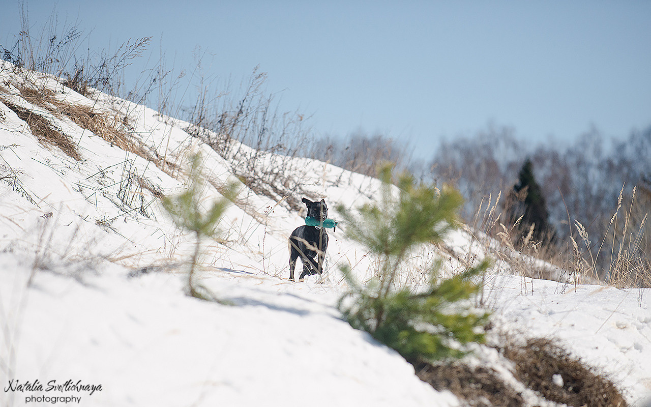 Тренировочный воркинг тест Школы Шмеля 18 марта 2023. Фотограф-анималист Наталья Светличная
