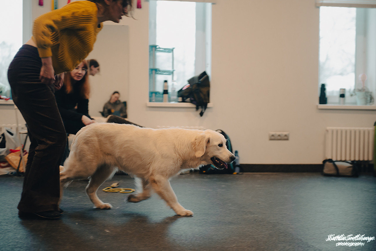 Семинар с Марией Рыбкиной «Игры с собаками» (24.02.2023). Фотограф-анималист Наталья Светличная