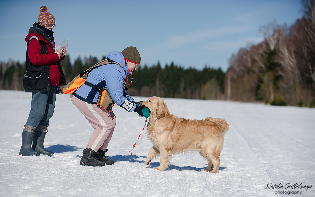 Тренировочный воркинг тест Школы Шмеля 18 марта 2023. Фотограф-анималист Наталья Светличная