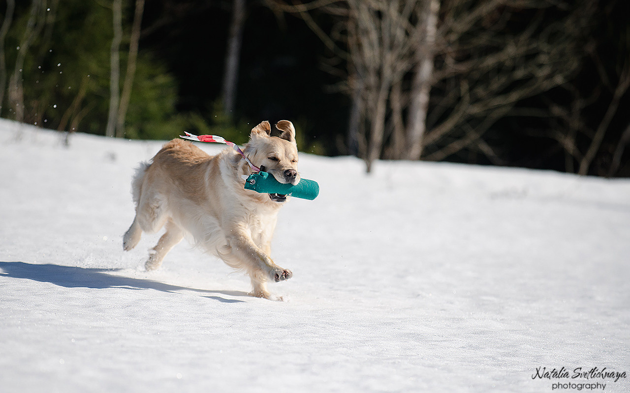 Тренировочный воркинг тест Школы Шмеля 18 марта 2023. Фотограф-анималист Наталья Светличная