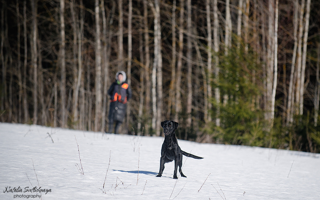Тренировочный воркинг тест Школы Шмеля 18 марта 2023. Фотограф-анималист Наталья Светличная