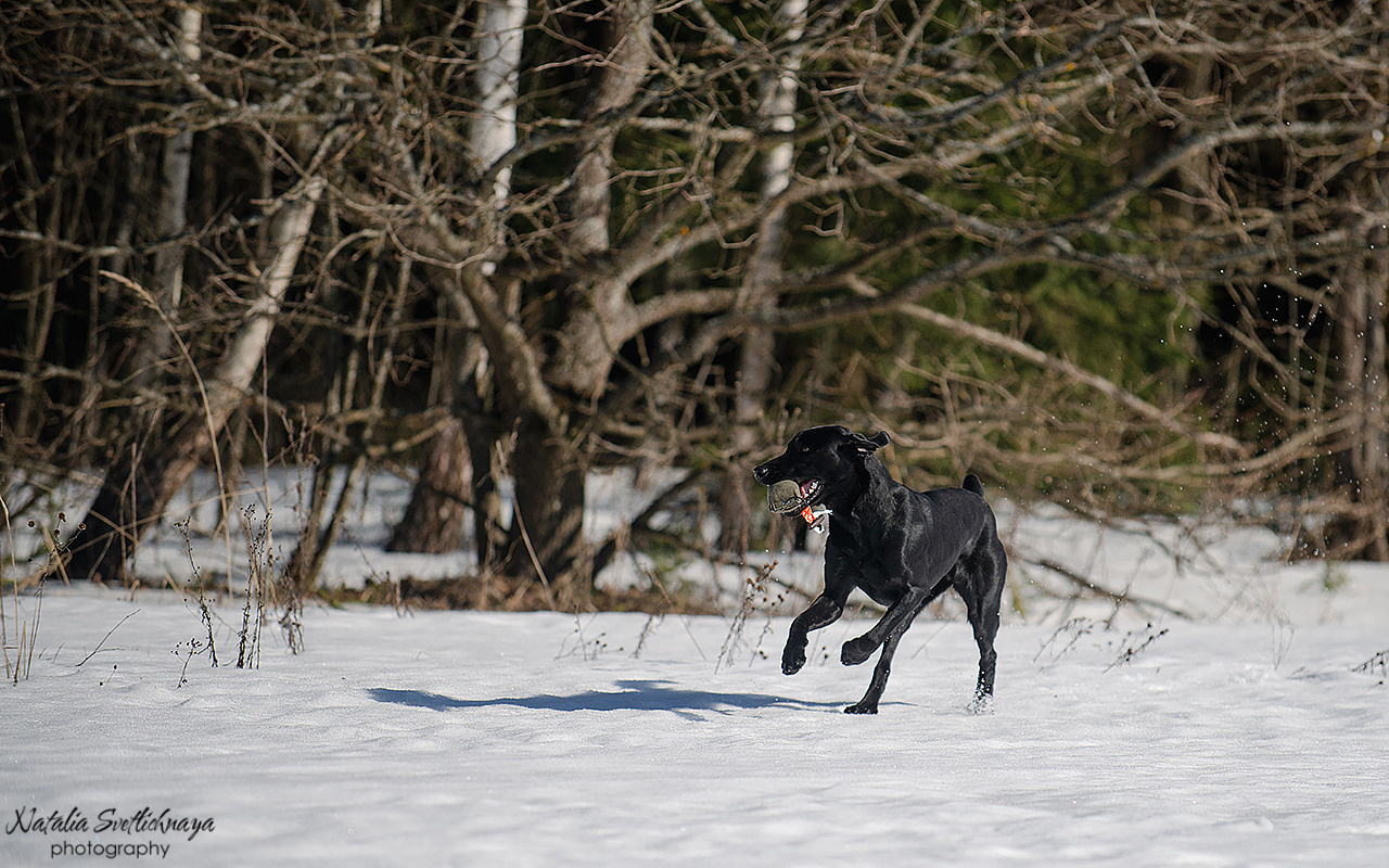 Тренировочный воркинг тест Школы Шмеля 18 марта 2023. Фотограф-анималист Наталья Светличная