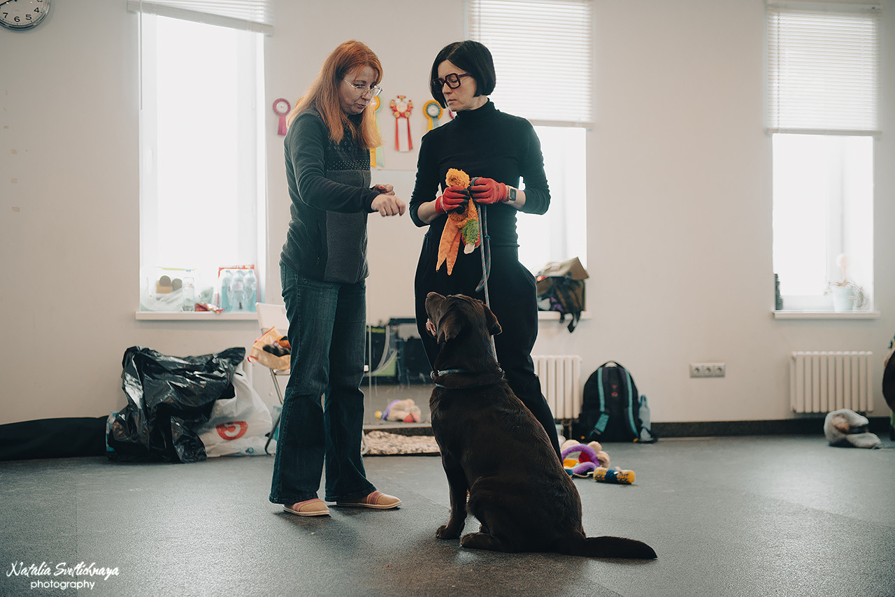 Семинар с Марией Рыбкиной «Игры с собаками» (24.02.2023). Фотограф-анималист Наталья Светличная