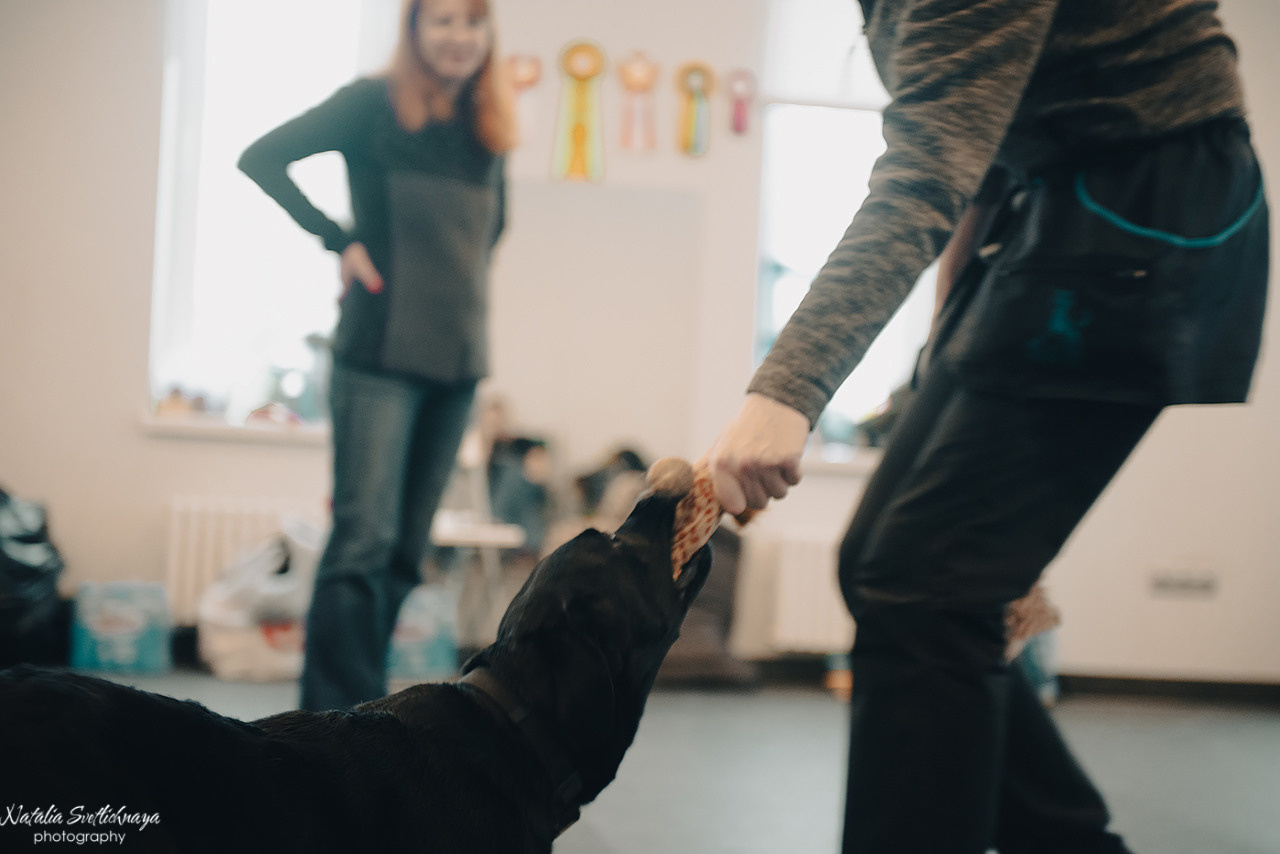 Семинар с Марией Рыбкиной «Игры с собаками» (24.02.2023). Фотограф-анималист Наталья Светличная