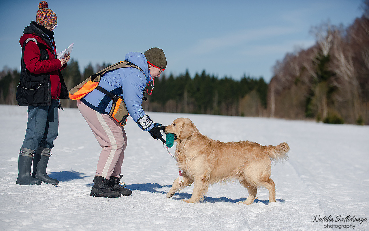 Тренировочный воркинг тест Школы Шмеля 18 марта 2023. Фотограф-анималист Наталья Светличная