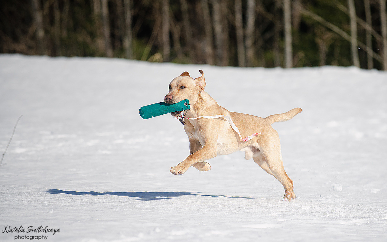 Тренировочный воркинг тест Школы Шмеля 18 марта 2023. Фотограф-анималист Наталья Светличная
