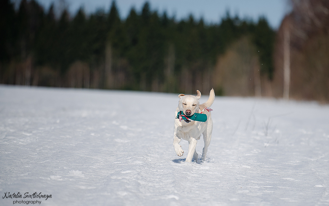 Тренировочный воркинг тест Школы Шмеля 18 марта 2023. Фотограф-анималист Наталья Светличная