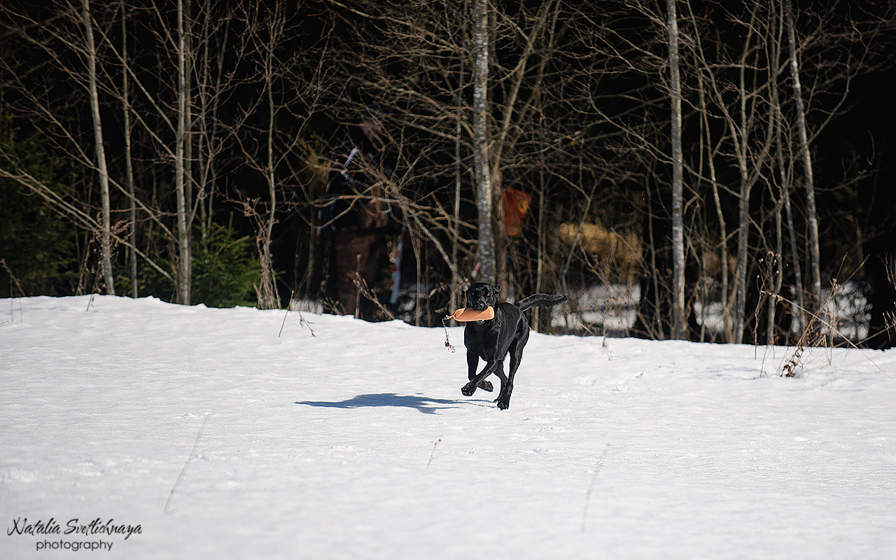 Тренировочный воркинг тест Школы Шмеля 18 марта 2023. Фотограф-анималист Наталья Светличная