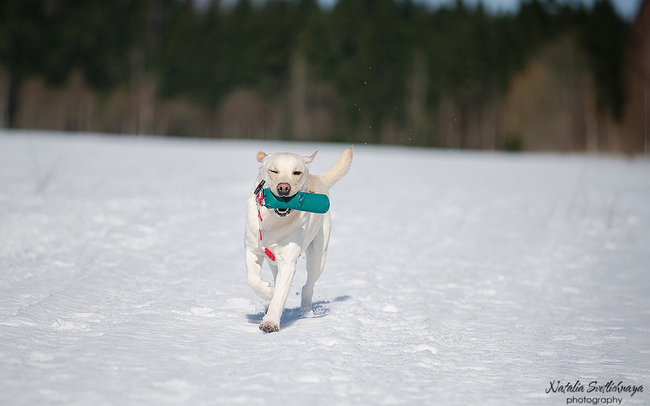 Тренировочный воркинг тест Школы Шмеля 18 марта 2023. Фотограф-анималист Наталья Светличная