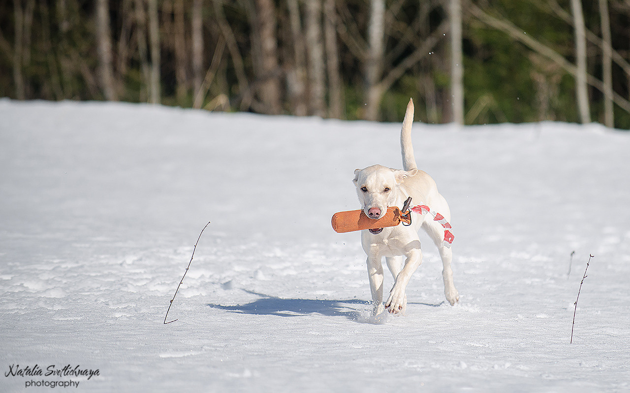 Тренировочный воркинг тест Школы Шмеля 18 марта 2023. Фотограф-анималист Наталья Светличная