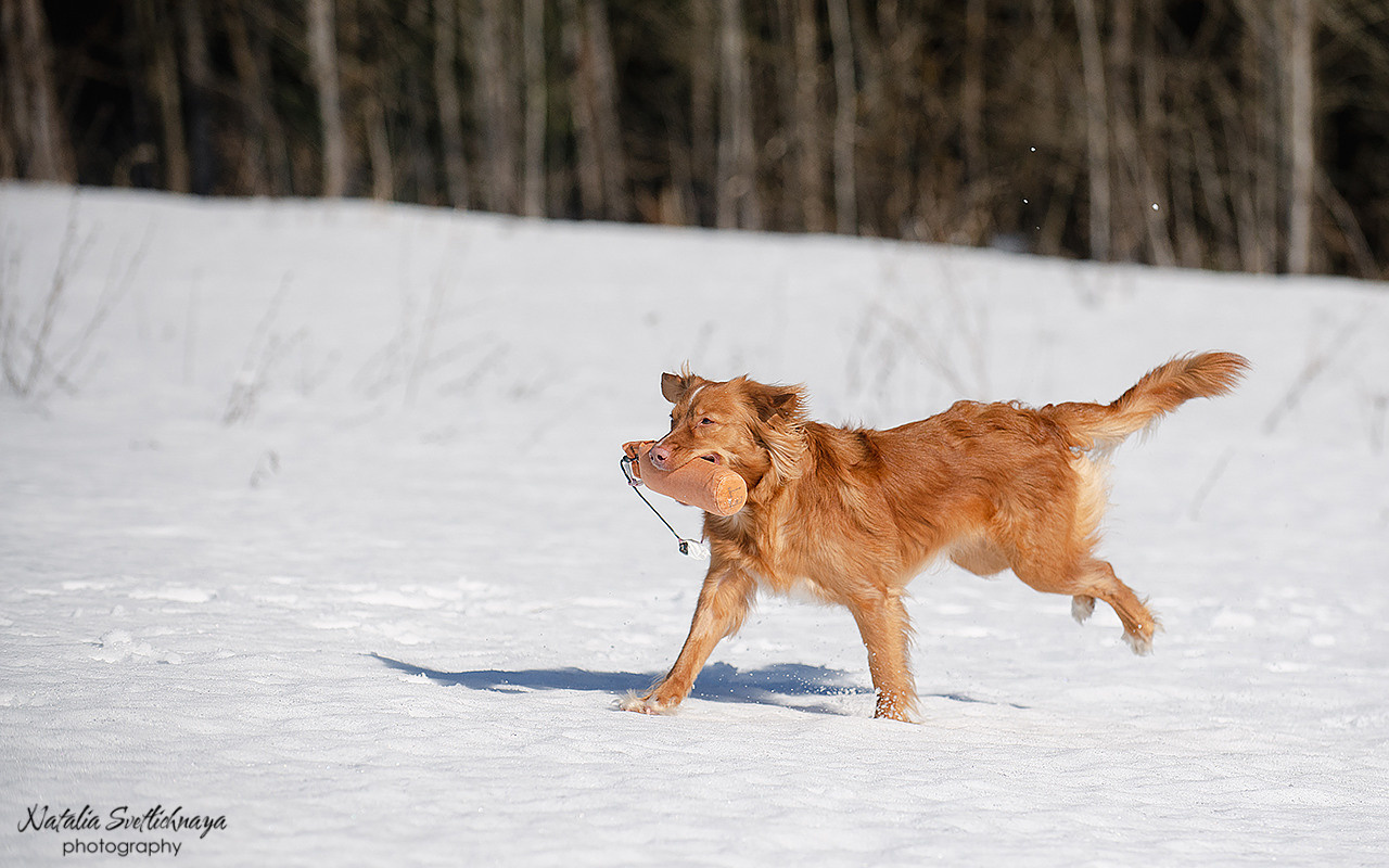 Тренировочный воркинг тест Школы Шмеля 18 марта 2023. Фотограф-анималист Наталья Светличная