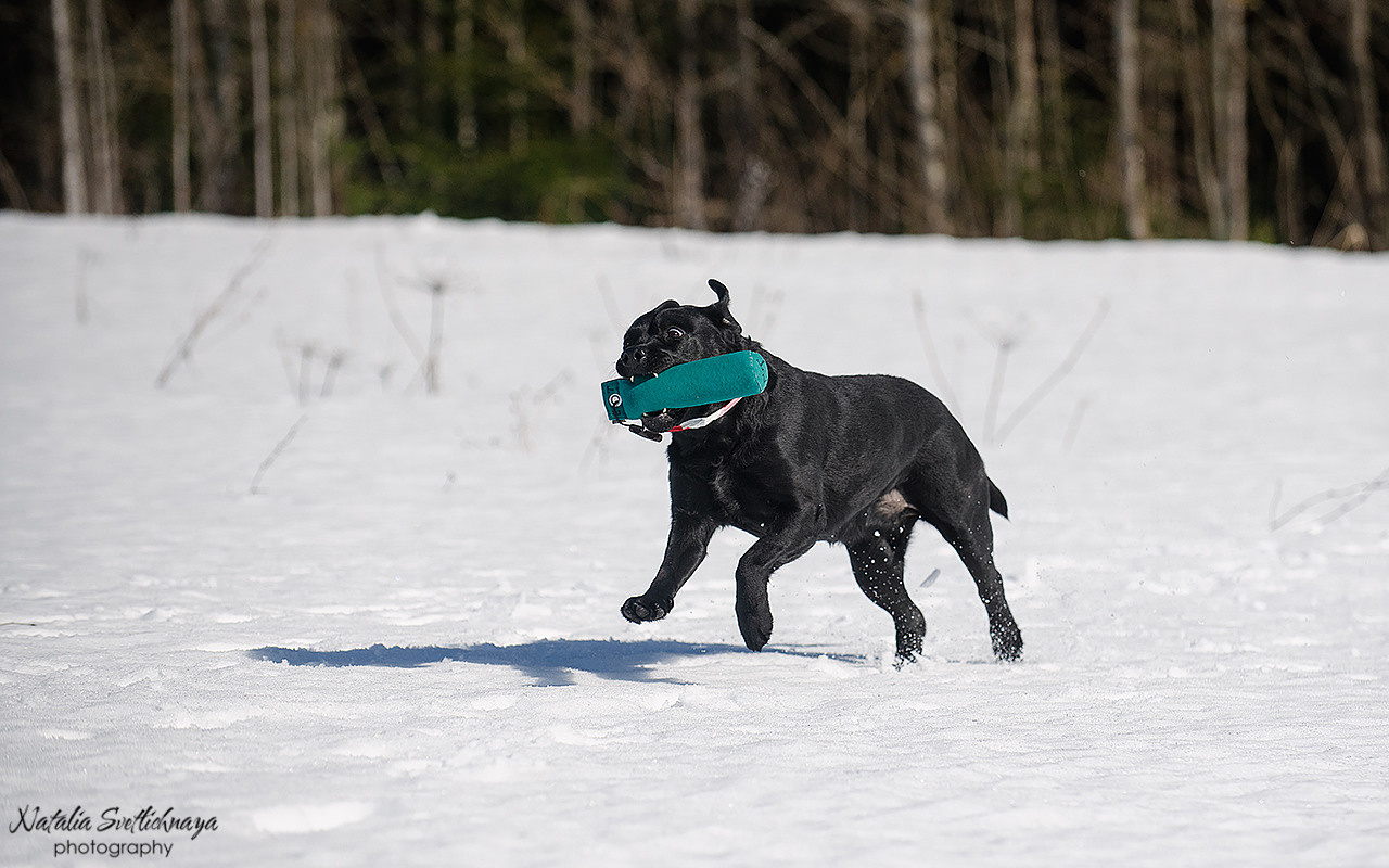 Тренировочный воркинг тест Школы Шмеля 18 марта 2023. Фотограф-анималист Наталья Светличная