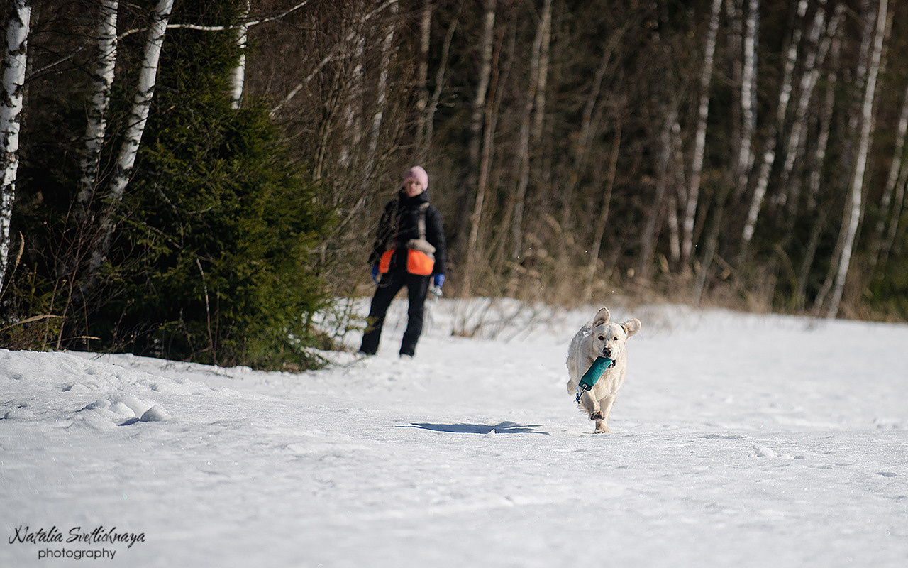 Тренировочный воркинг тест Школы Шмеля 18 марта 2023. Фотограф-анималист Наталья Светличная