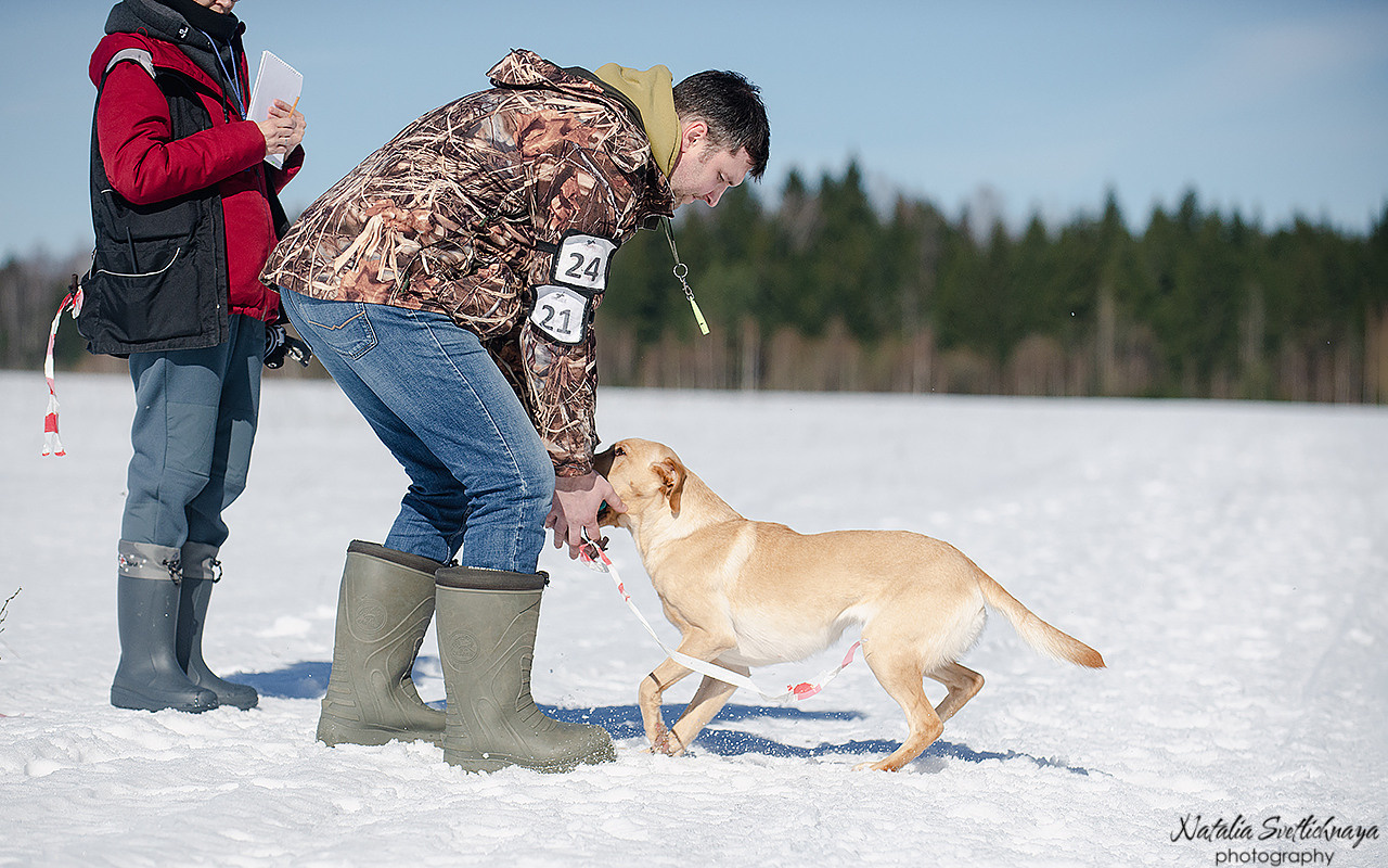 Тренировочный воркинг тест Школы Шмеля 18 марта 2023. Фотограф-анималист Наталья Светличная