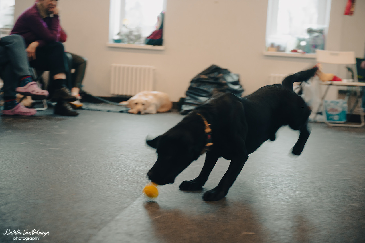 Семинар с Марией Рыбкиной «Игры с собаками» (24.02.2023). Фотограф-анималист Наталья Светличная