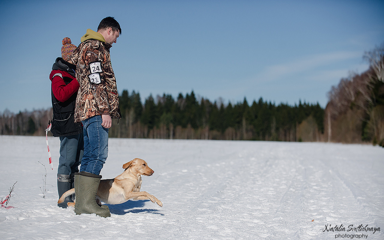 Тренировочный воркинг тест Школы Шмеля 18 марта 2023. Фотограф-анималист Наталья Светличная