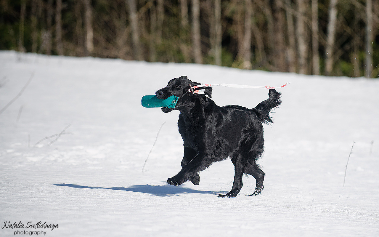 Тренировочный воркинг тест Школы Шмеля 18 марта 2023. Фотограф-анималист Наталья Светличная