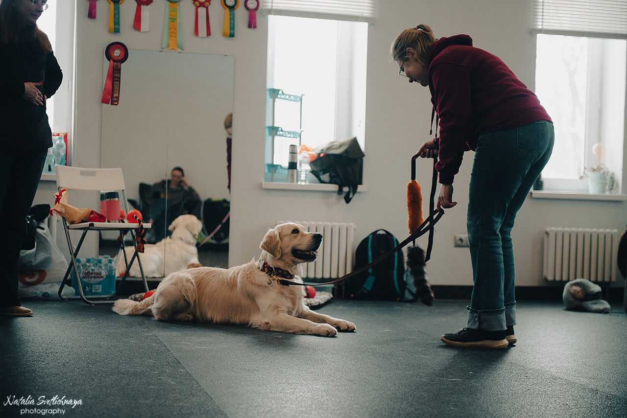Семинар с Марией Рыбкиной «Игры с собаками» (24.02.2023). Фотограф-анималист Наталья Светличная