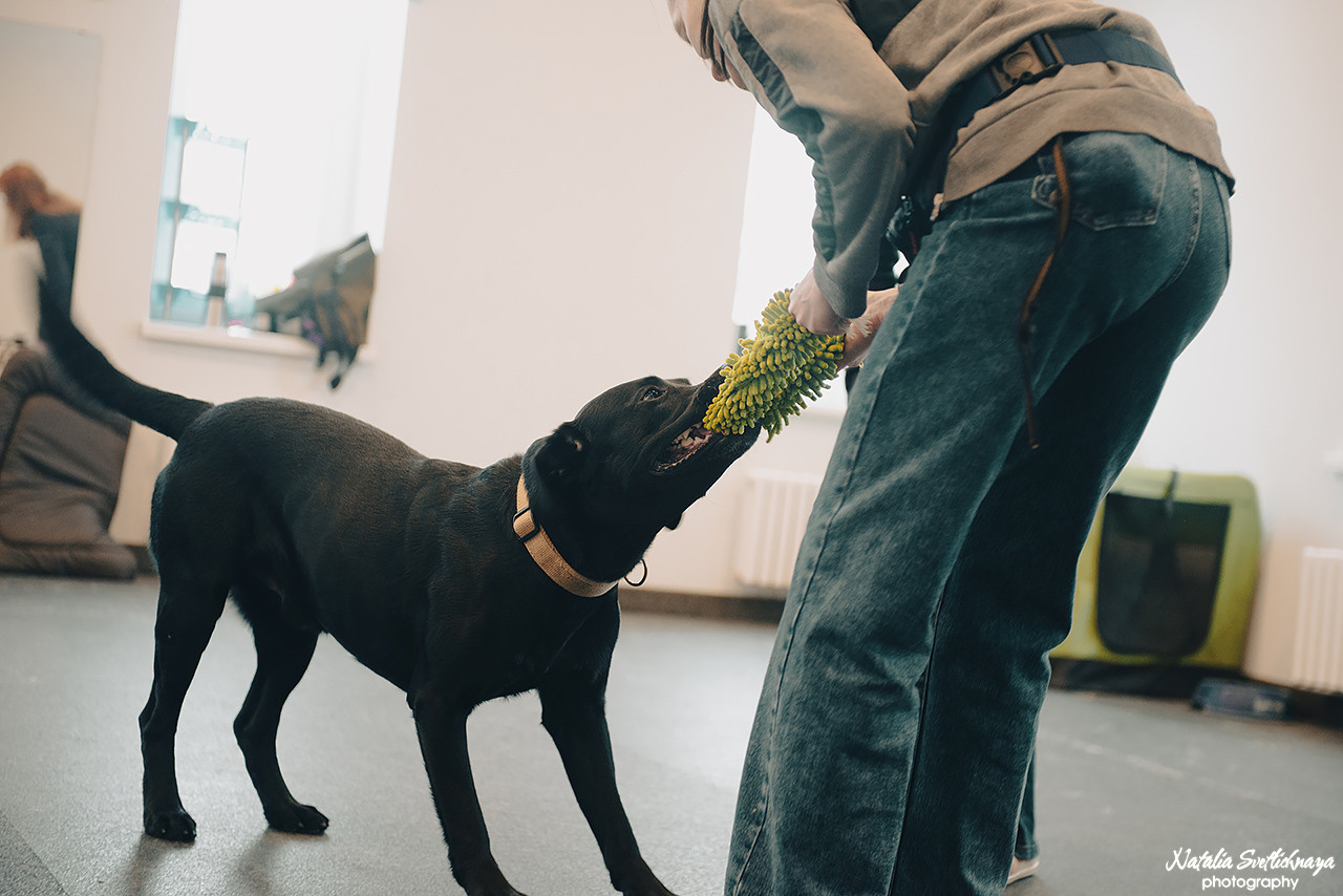 Семинар с Марией Рыбкиной «Игры с собаками» (24.02.2023). Фотограф-анималист Наталья Светличная