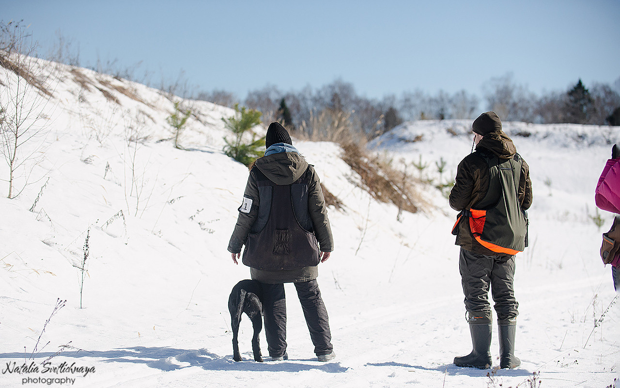 Тренировочный воркинг тест Школы Шмеля 18 марта 2023. Фотограф-анималист Наталья Светличная