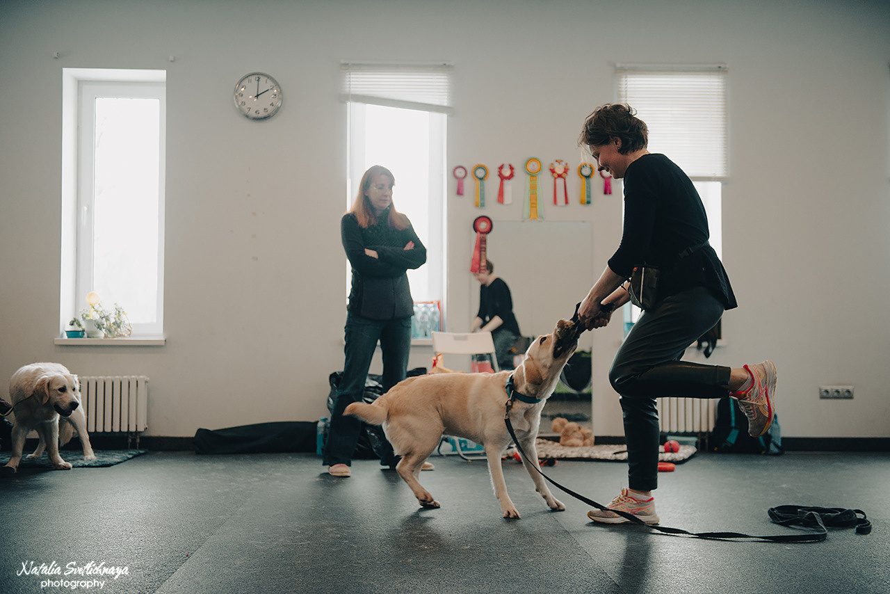 Семинар с Марией Рыбкиной «Игры с собаками» (24.02.2023). Фотограф-анималист Наталья Светличная