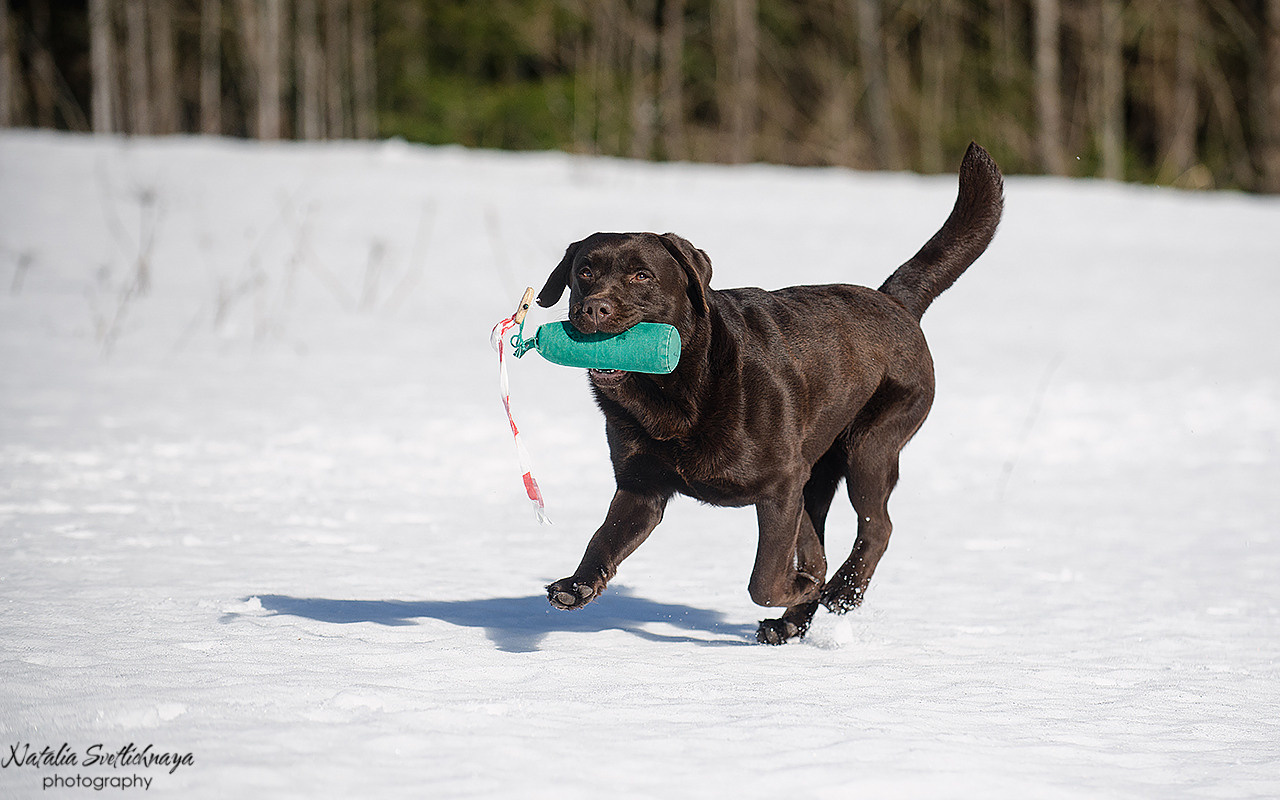 Тренировочный воркинг тест Школы Шмеля 18 марта 2023. Фотограф-анималист Наталья Светличная