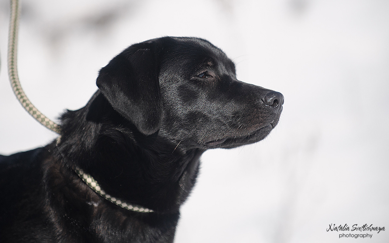 Тренировочный воркинг тест Школы Шмеля 18 марта 2023. Фотограф-анималист Наталья Светличная