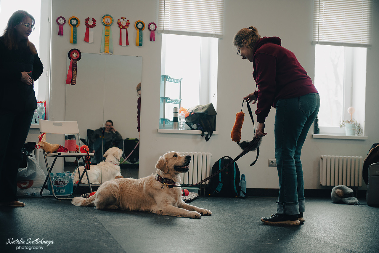 Семинар с Марией Рыбкиной «Игры с собаками» (24.02.2023). Фотограф-анималист Наталья Светличная