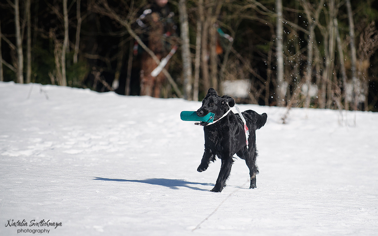 Тренировочный воркинг тест Школы Шмеля 18 марта 2023. Фотограф-анималист Наталья Светличная