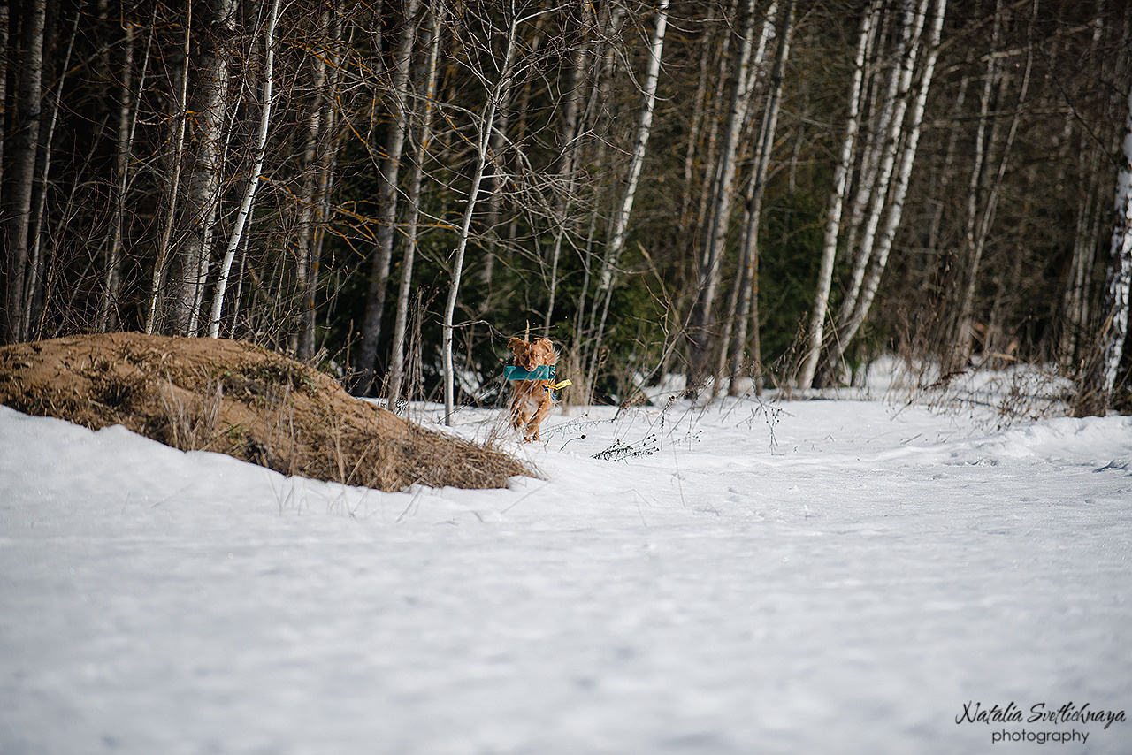 Тренировочный воркинг тест Школы Шмеля 18 марта 2023. Фотограф-анималист Наталья Светличная
