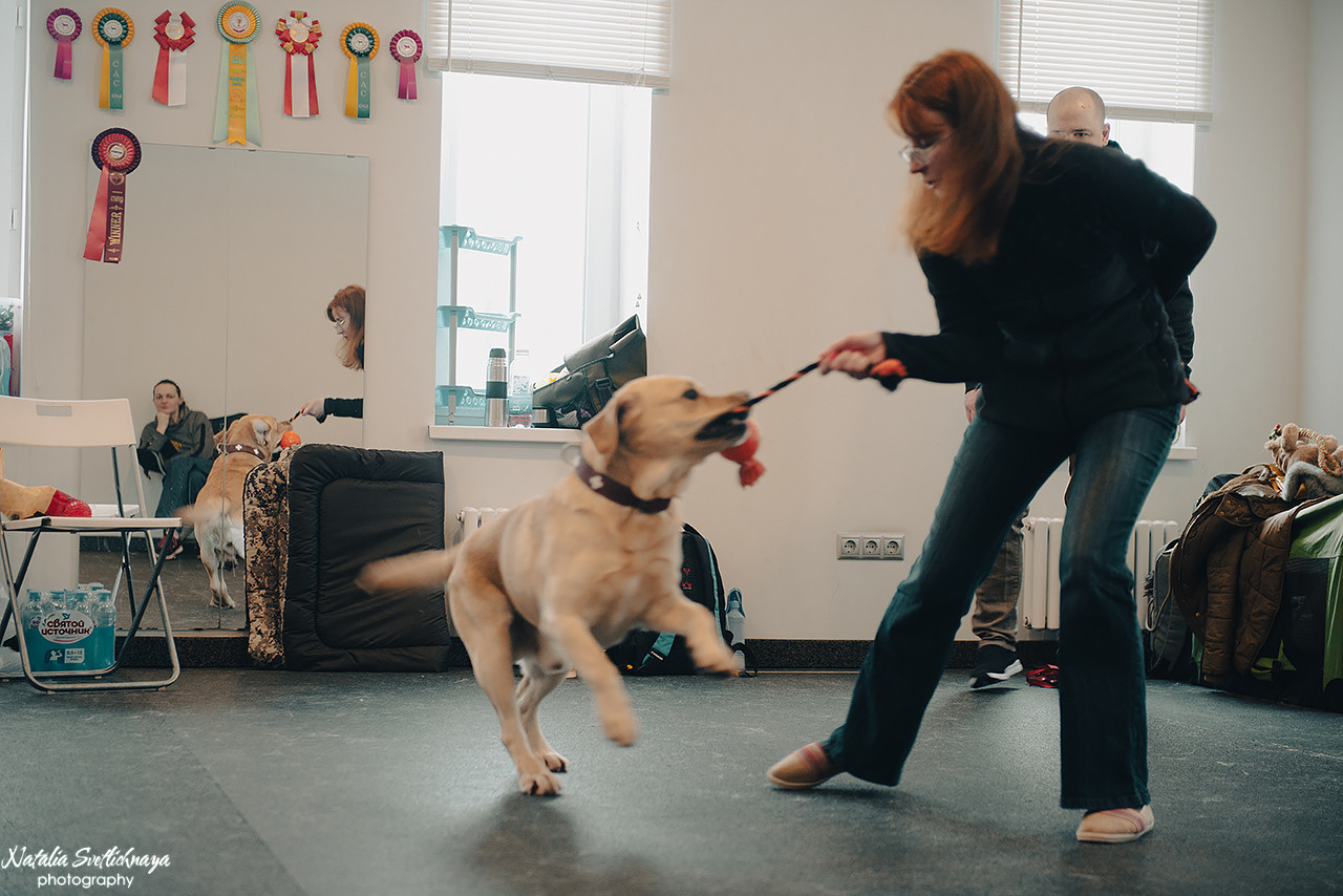 Семинар с Марией Рыбкиной «Игры с собаками» (24.02.2023). Фотограф-анималист Наталья Светличная