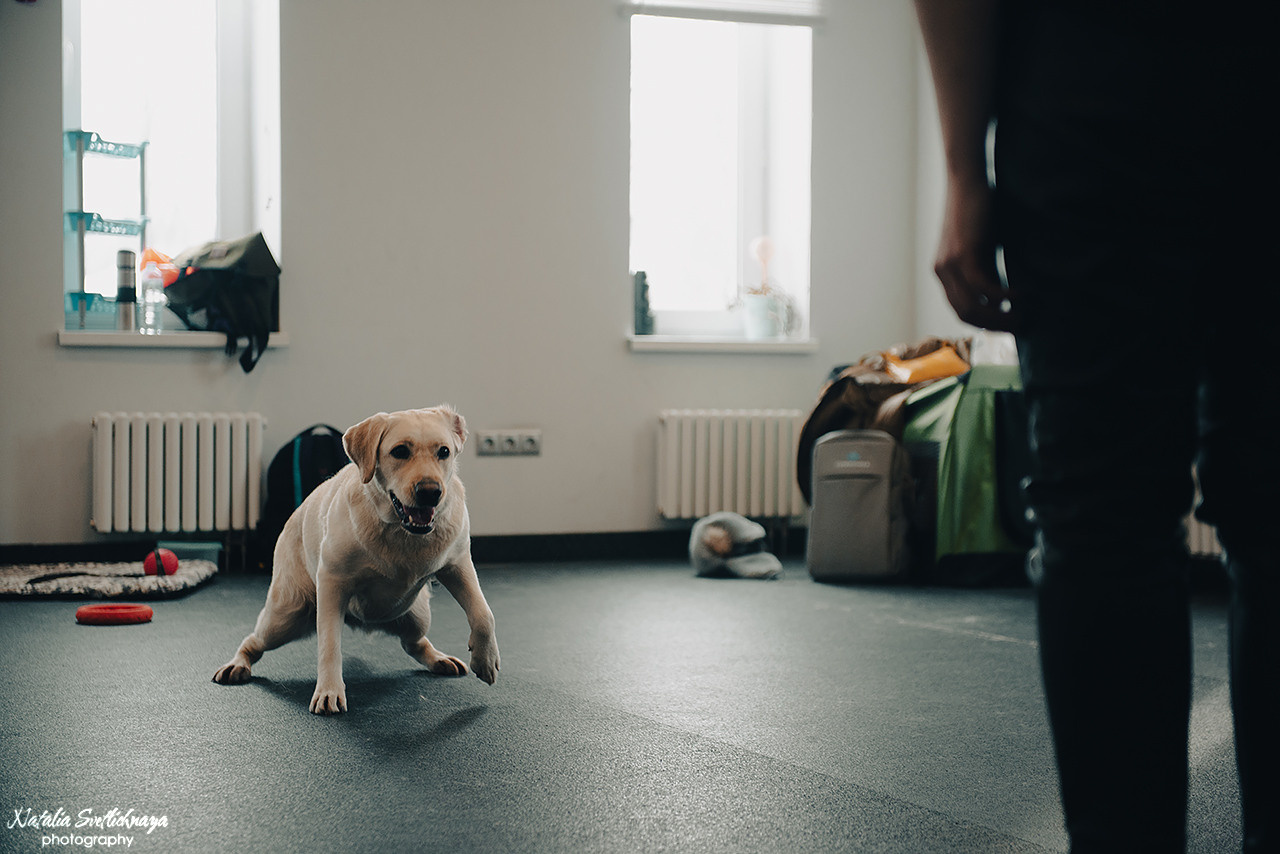 Семинар с Марией Рыбкиной «Игры с собаками» (24.02.2023). Фотограф-анималист Наталья Светличная
