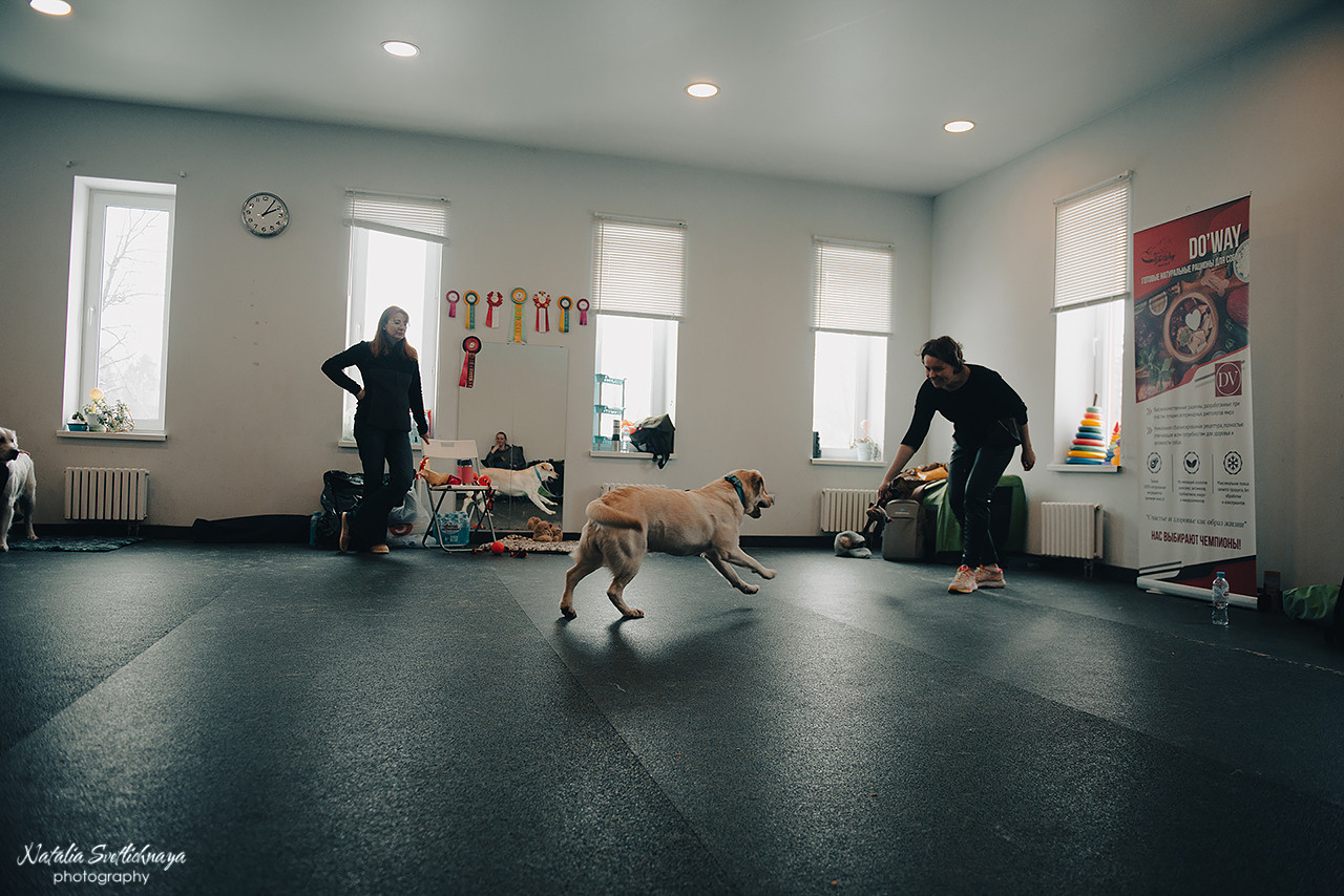 Семинар с Марией Рыбкиной «Игры с собаками» (24.02.2023). Фотограф-анималист Наталья Светличная