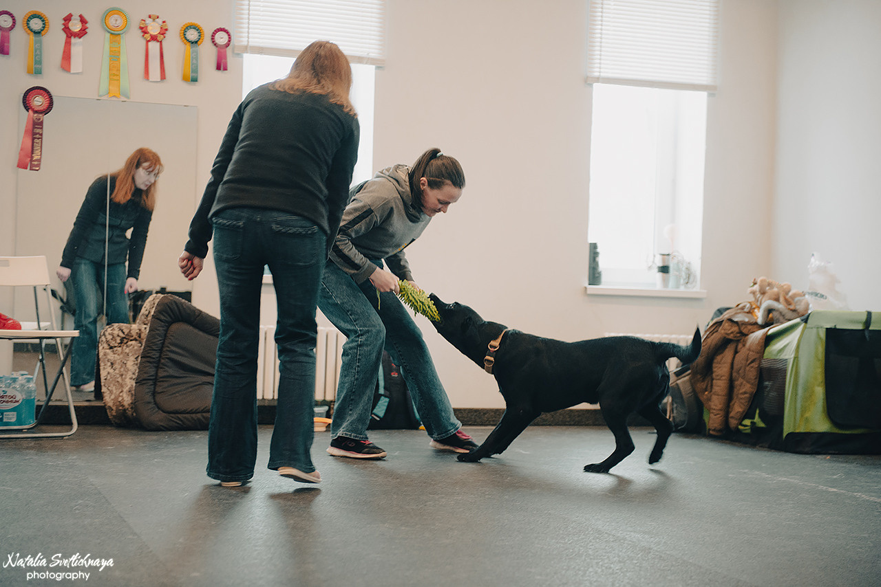 Семинар с Марией Рыбкиной «Игры с собаками» (24.02.2023). Фотограф-анималист Наталья Светличная