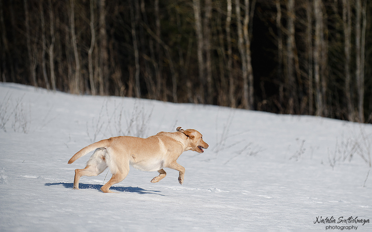 Тренировочный воркинг тест Школы Шмеля 18 марта 2023. Фотограф-анималист Наталья Светличная