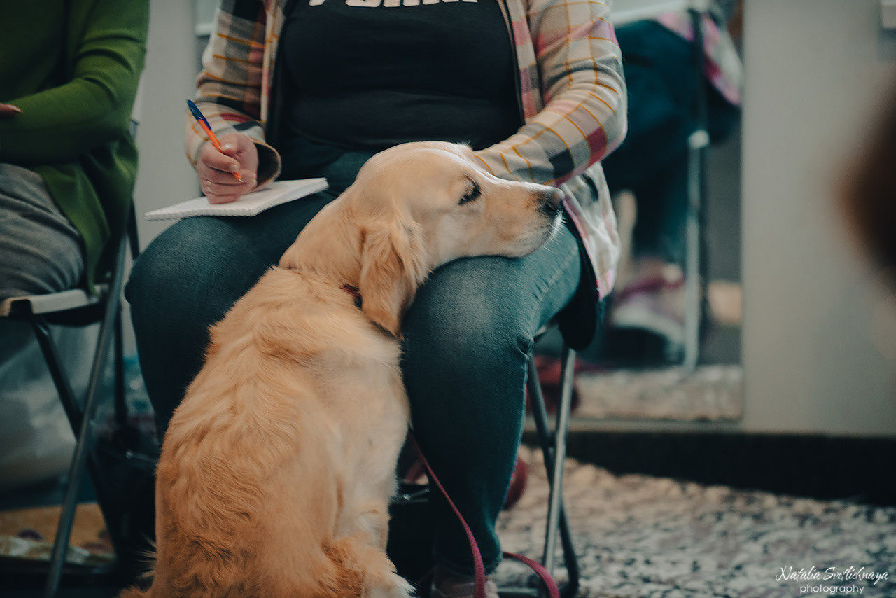 Семинар с Марией Рыбкиной «Игры с собаками» (24.02.2023). Фотограф-анималист Наталья Светличная