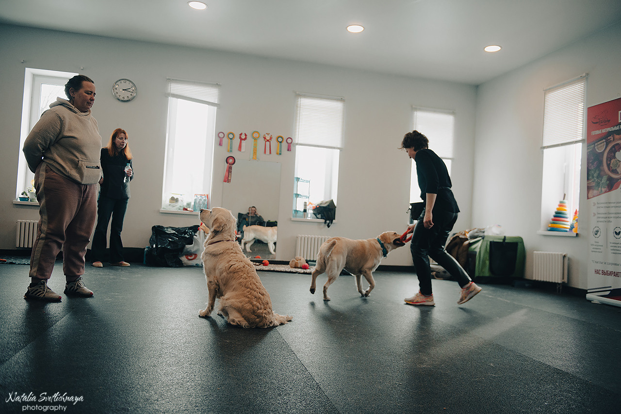 Семинар с Марией Рыбкиной «Игры с собаками» (24.02.2023). Фотограф-анималист Наталья Светличная