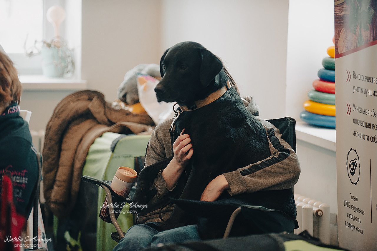 Семинар с Марией Рыбкиной «Игры с собаками» (24.02.2023). Фотограф-анималист Наталья Светличная