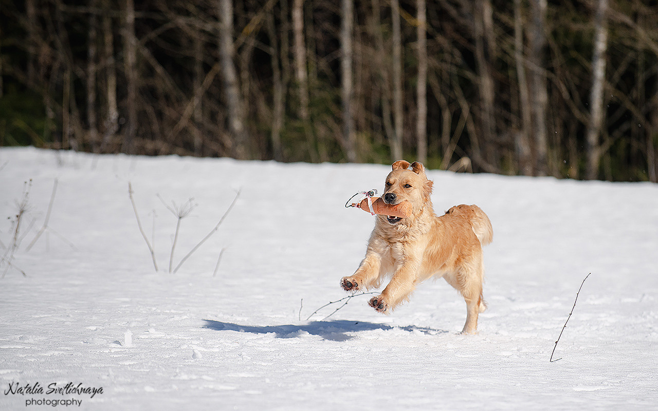 Тренировочный воркинг тест Школы Шмеля 18 марта 2023. Фотограф-анималист Наталья Светличная