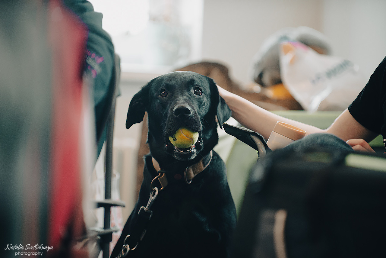 Семинар с Марией Рыбкиной «Игры с собаками» (24.02.2023). Фотограф-анималист Наталья Светличная