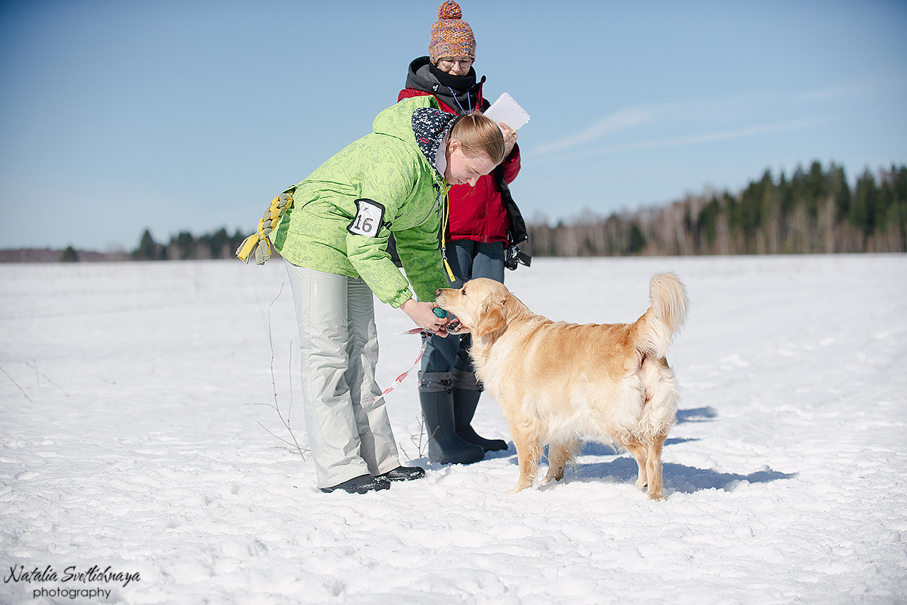 Тренировочный воркинг тест Школы Шмеля 18 марта 2023. Фотограф-анималист Наталья Светличная