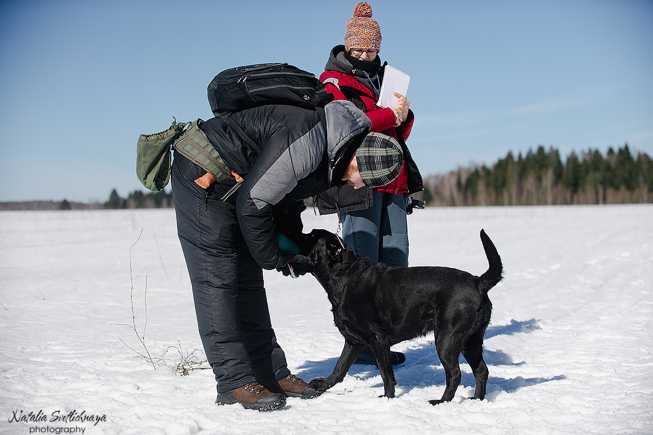 Тренировочный воркинг тест Школы Шмеля 18 марта 2023. Фотограф-анималист Наталья Светличная
