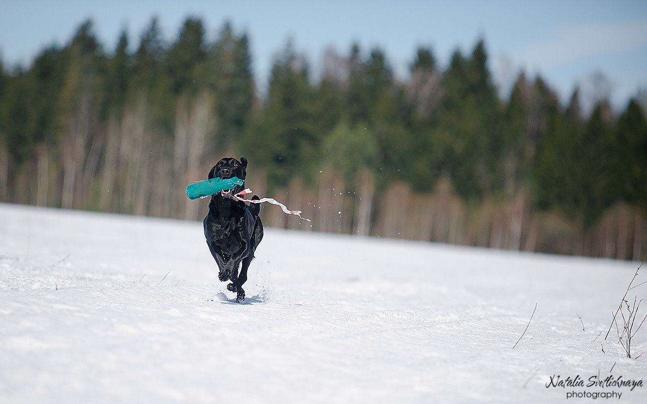Тренировочный воркинг тест Школы Шмеля 18 марта 2023. Фотограф-анималист Наталья Светличная